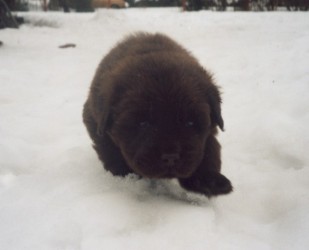 Larger picture 11.6 KB